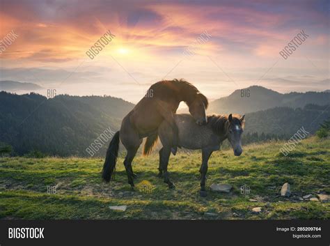 horse fucking|horse.